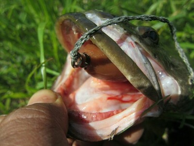 雷魚1