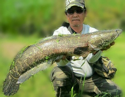 雷魚持ち6