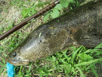 雷魚4