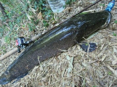 雷魚