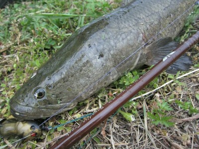 雷魚3