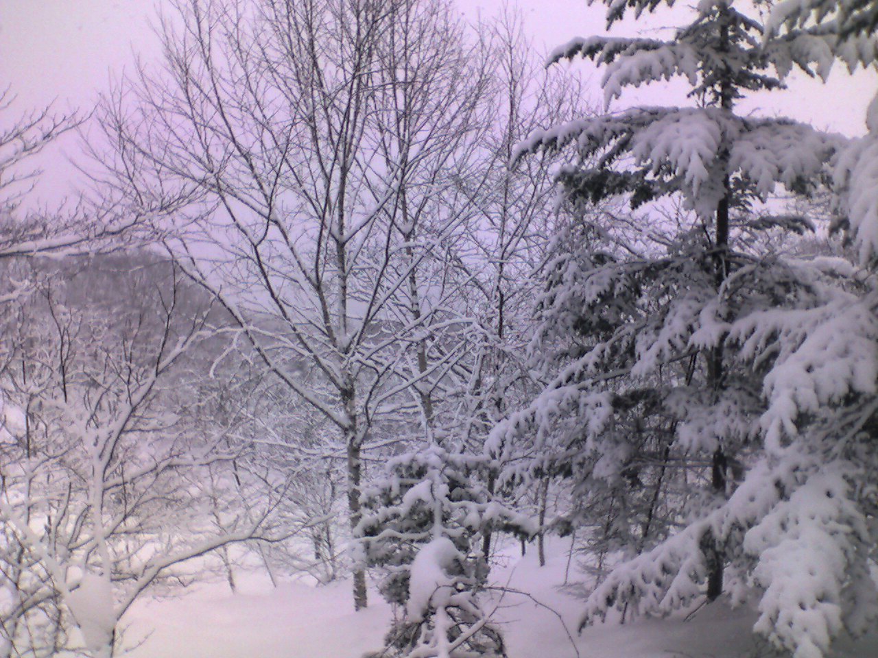 雪の華 の掲示板投稿写真＆画像