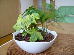 新しいなかま