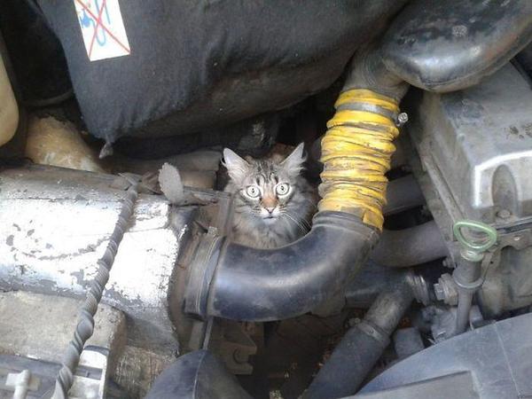 baa-Cat-in-car-engine