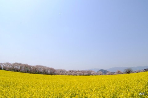 DSCF5918
