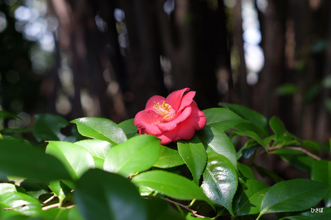 DSCF6124