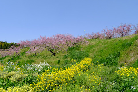 DSCF5990