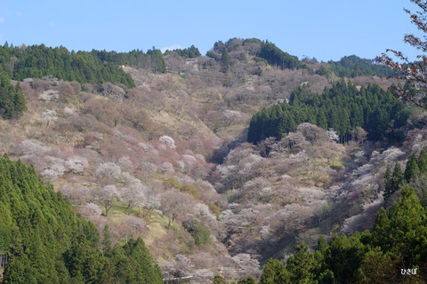DSCF5485