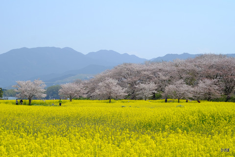 DSCF5937