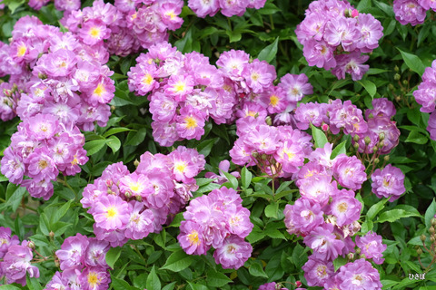 DSCF1222