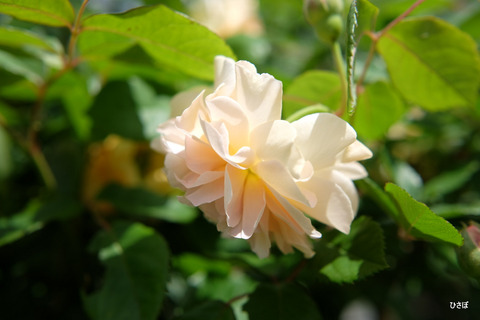 DSCF0632
