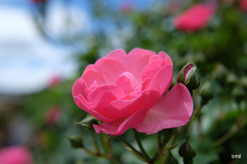DSCF0627