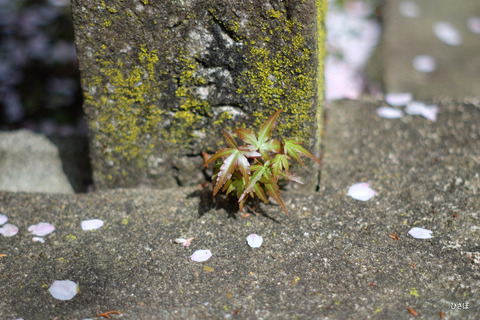 DSCF4710