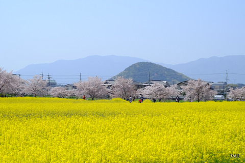 DSCF5933