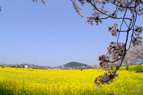 DSCF5915