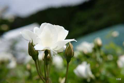 DSCF0631