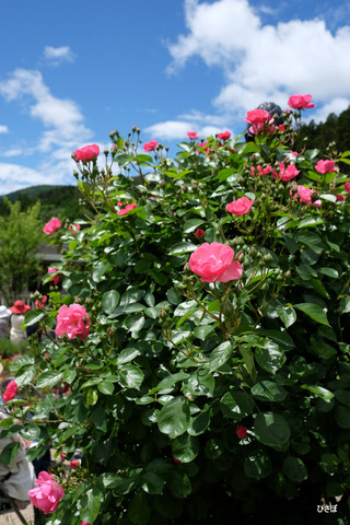 DSCF0622