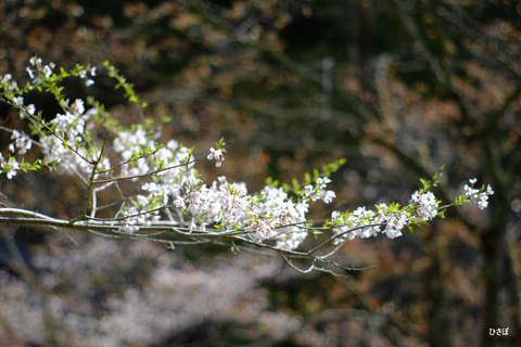 DSCF5503