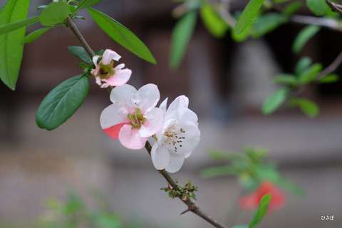 DSCF6732