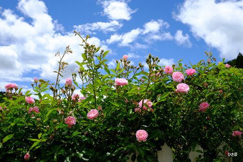 DSCF0720