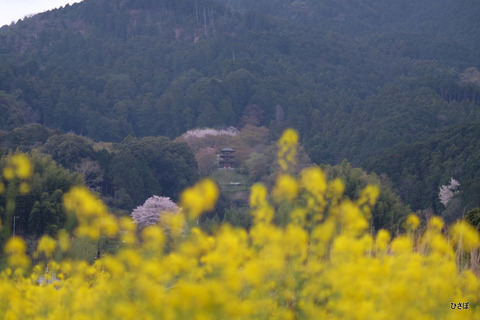 DSCF4850