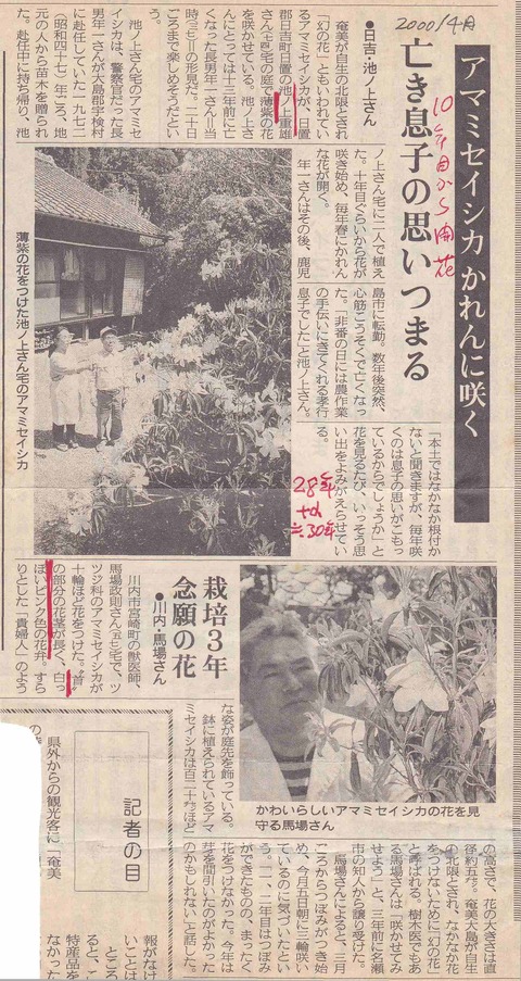 アマミセイシカ新聞-2