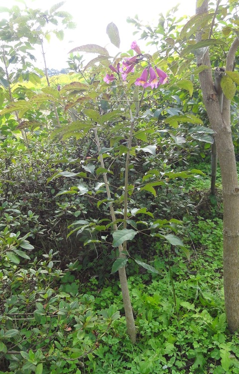 DSC04207