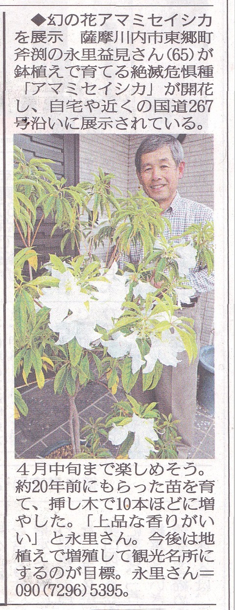 アマミセイシカ新聞-1