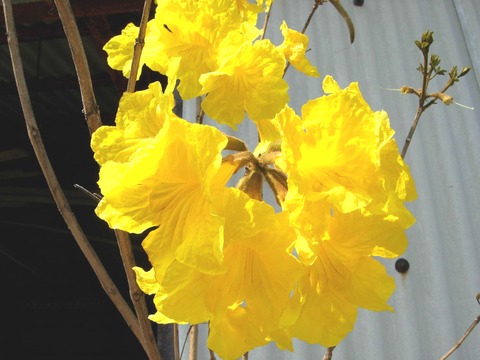 近藤イペーの花-2