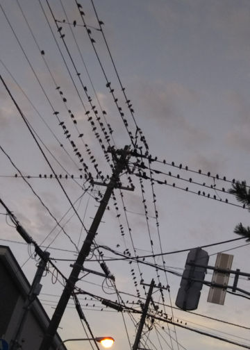 ¥à¥¯¥É¥ê¤Î·²¤ì