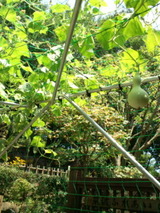 51121a34.jpg