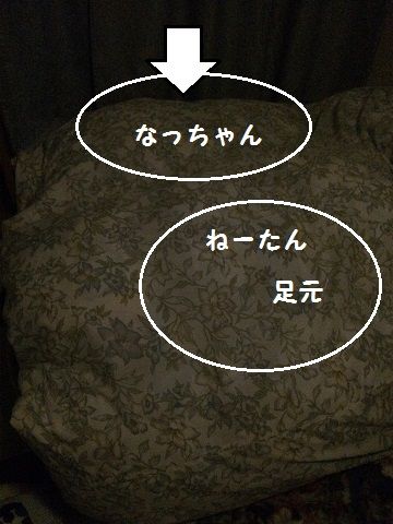 IMG_55531