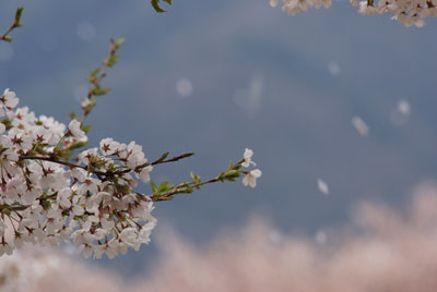 070415hirahira