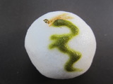 120102粒餡>壬辰