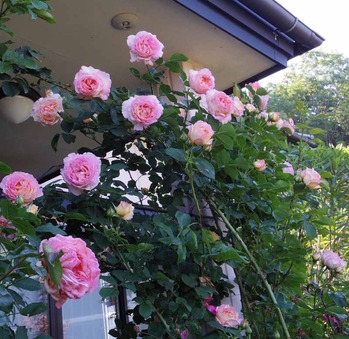 ペッシュボンボン