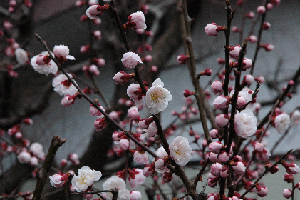 DSC_0003明るさ(1)