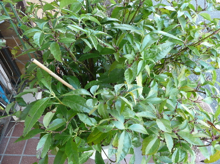 P1000367(1)