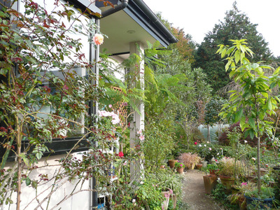 植物～Mygarden 125_edited-1