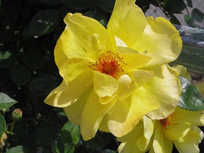 ゴールデンシャワーズ