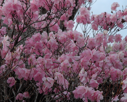 ピンクヤシオ拡大(1)