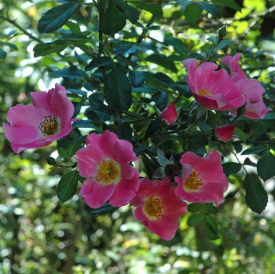 つるばら～小ピンク