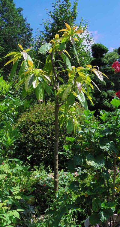 アボカド～古い木