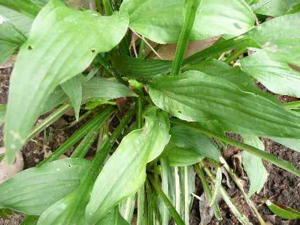 P1030908(1)