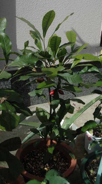 ミラクルフルーツ