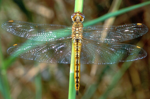 Pantala_flavescens_001_std うすばきとんぼ(1)