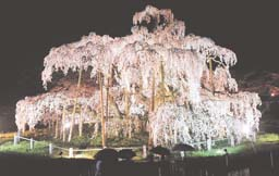 三春の滝桜