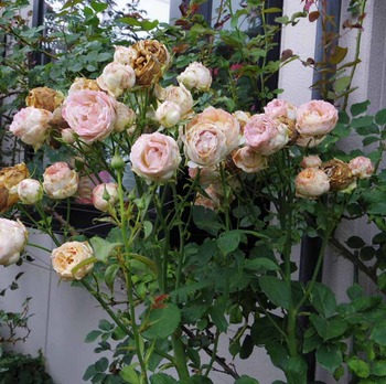 ペッシュ～醜い咲き方