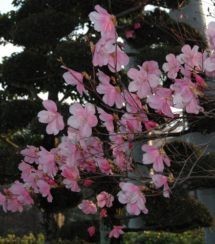 ピンクヤシオ(1)