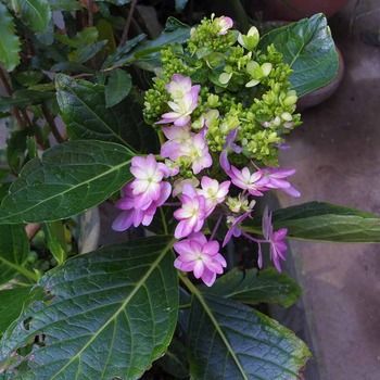 紫陽花～ダンスパーティ