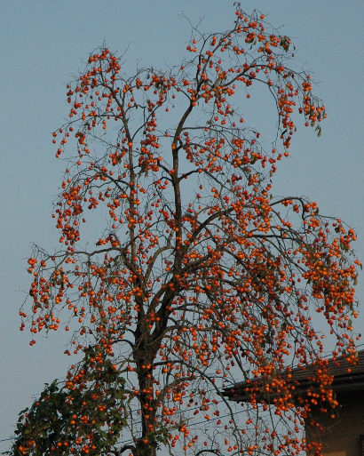 DSC_0010-1(1)